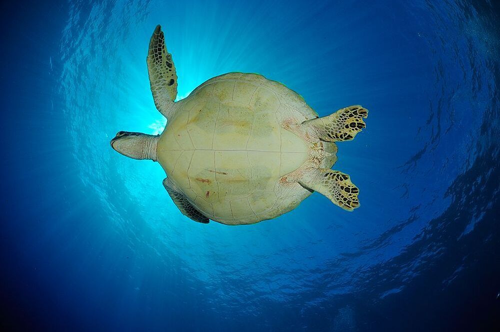 Palau. Turtles.