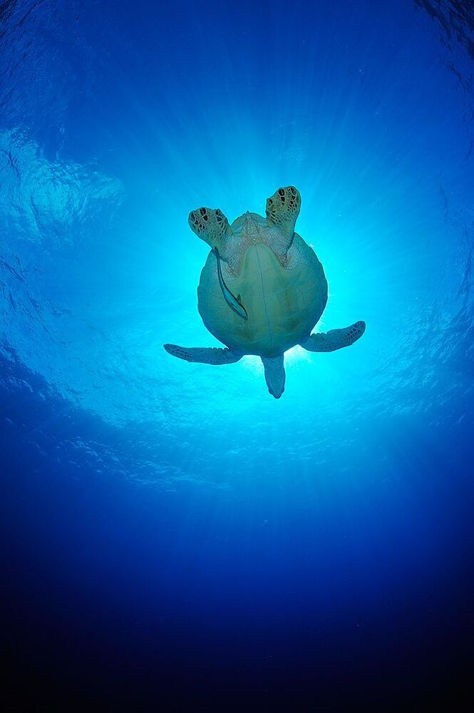 Palau. Turtles.