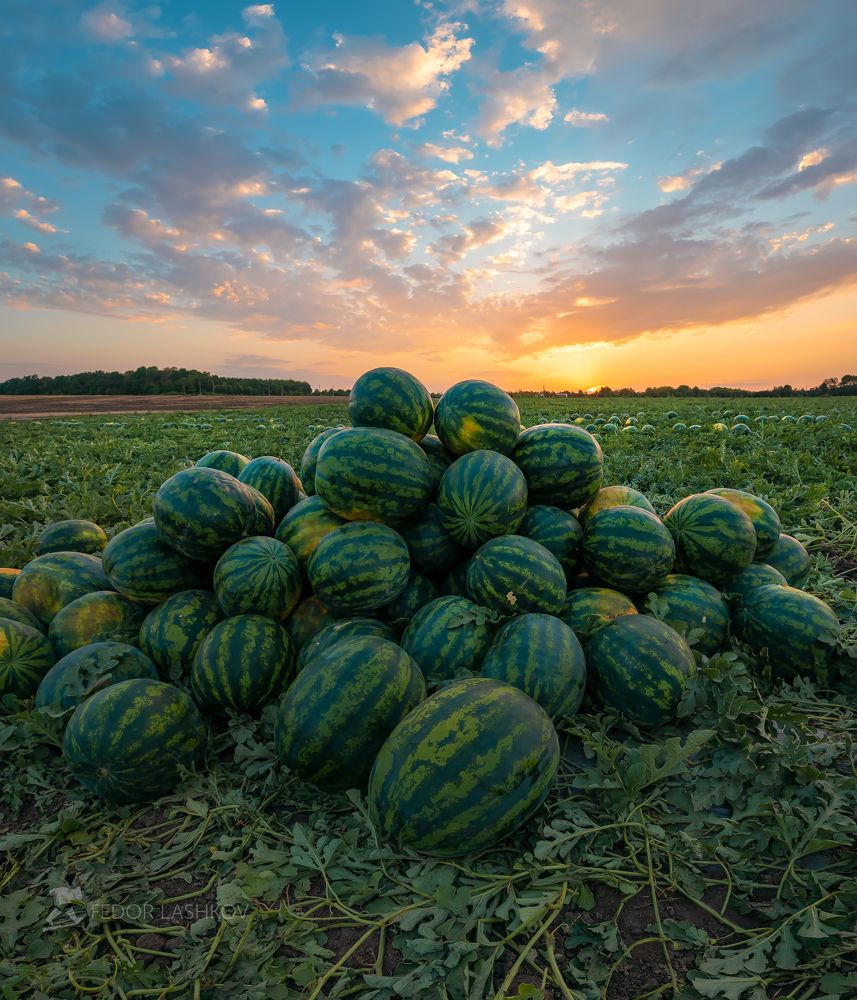 Арбузы на закате