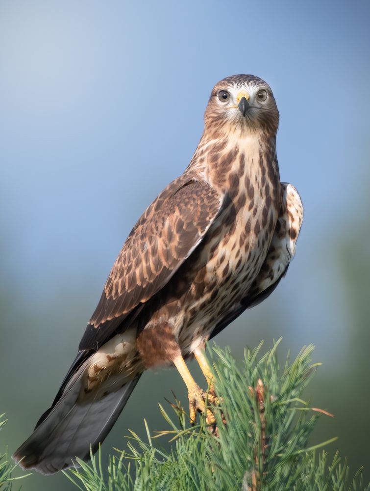 Обыкновенный канюк (Buteo buteo)