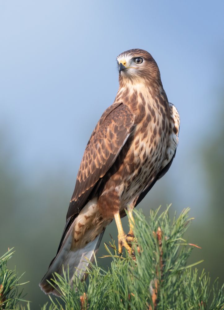 Обыкновенный канюк (Buteo buteo)