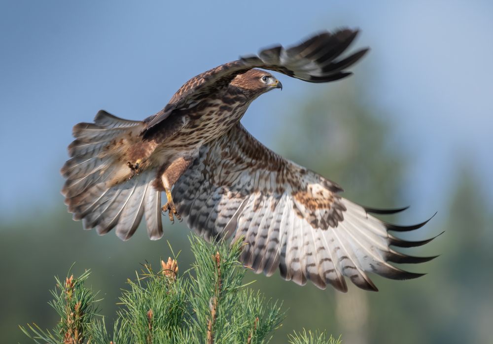 Обыкновенный канюк (Buteo buteo)