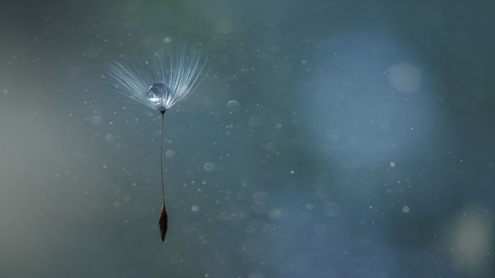 Photo 2240791