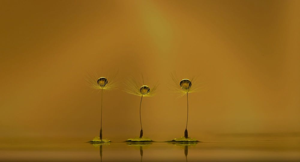 Photo 2240796