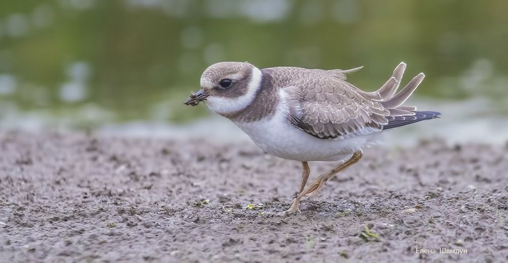 Common ringed plover