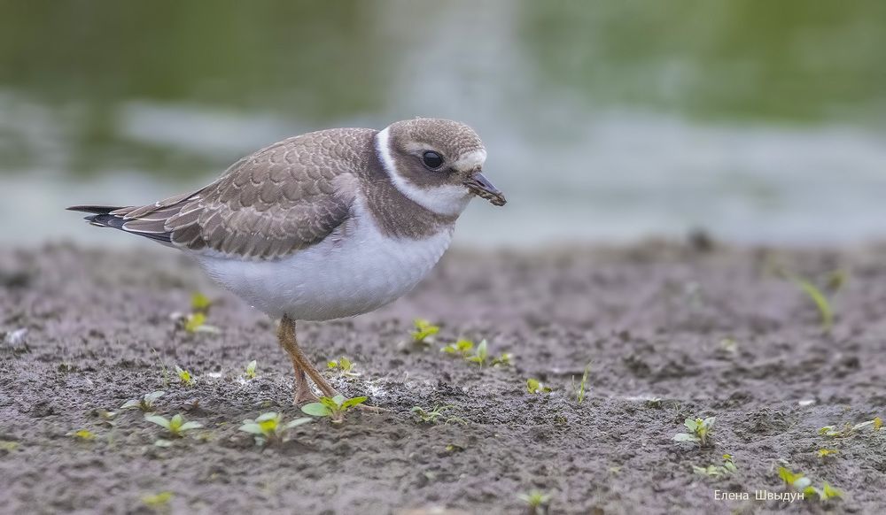 Common ringed plover