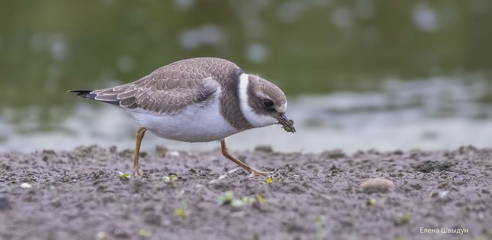 Common ringed plover