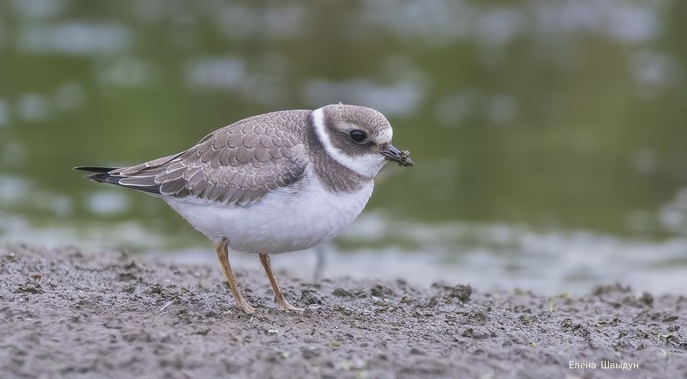 Common ringed plover
