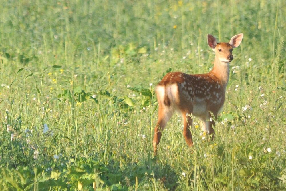 Photo 2241892