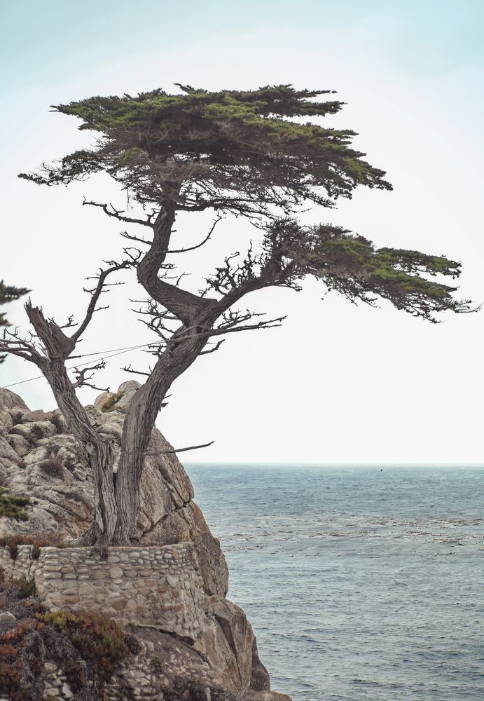 Lone Cypress