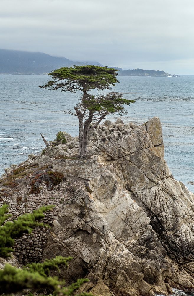 Lone Cypress