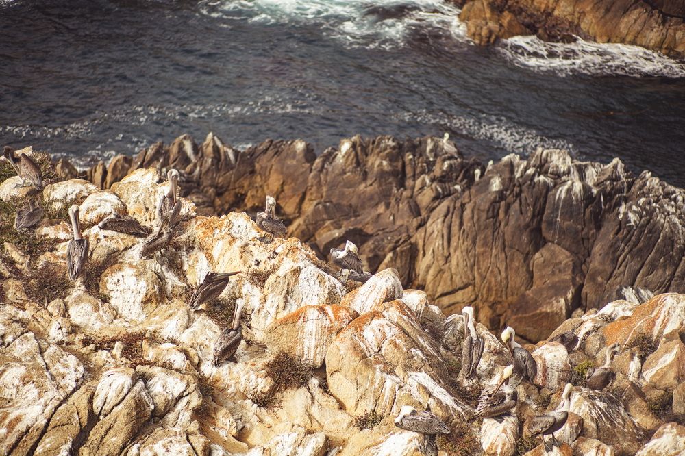 Pelican's home