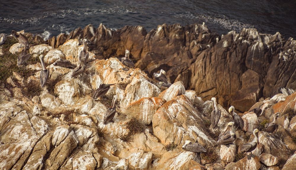 Pelican's home