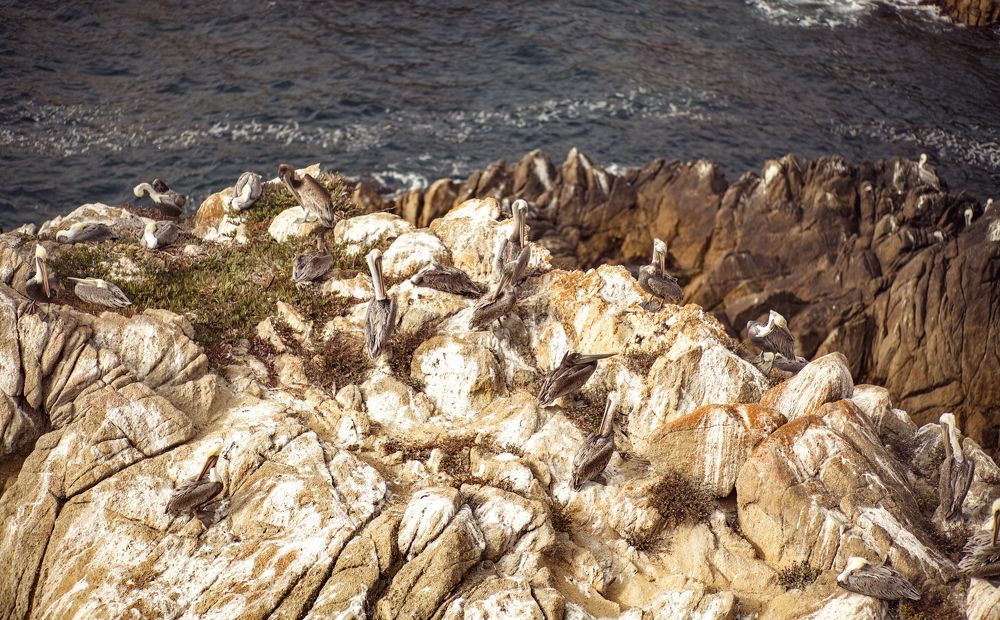 Pelican's home