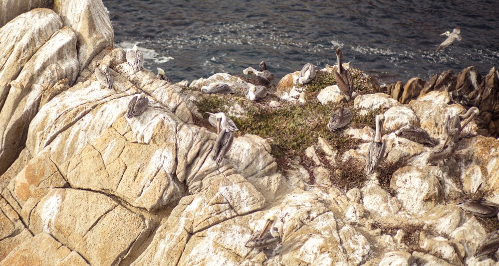 Pelican's home