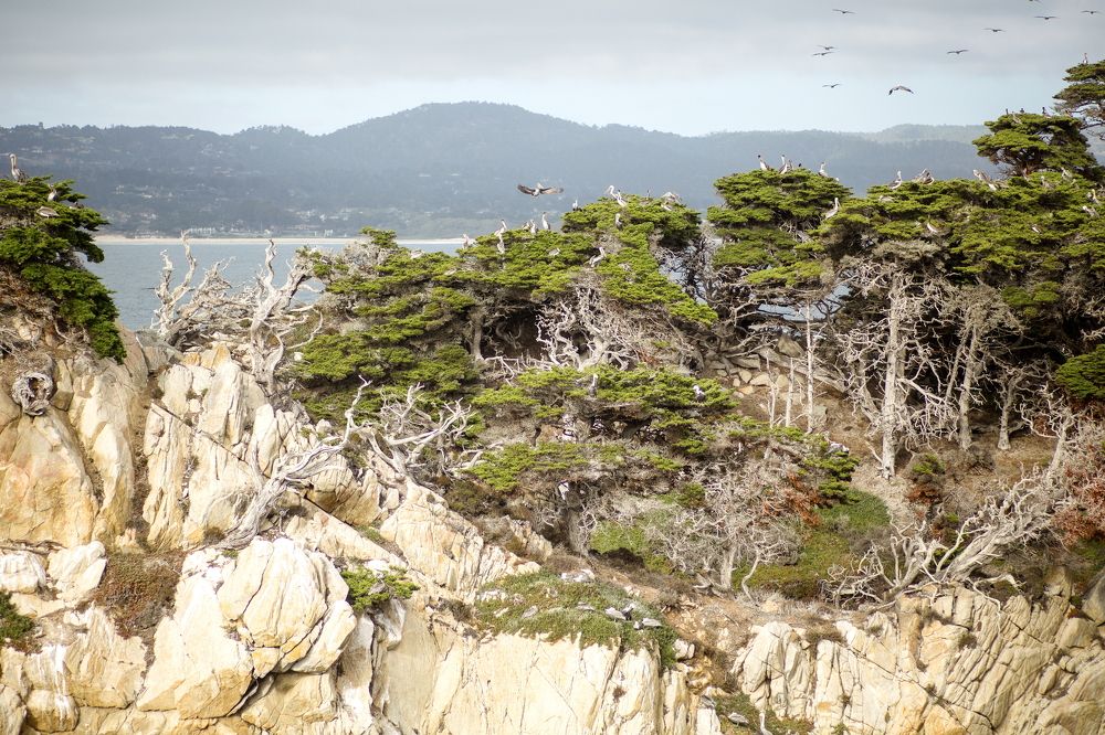 Pelican's home