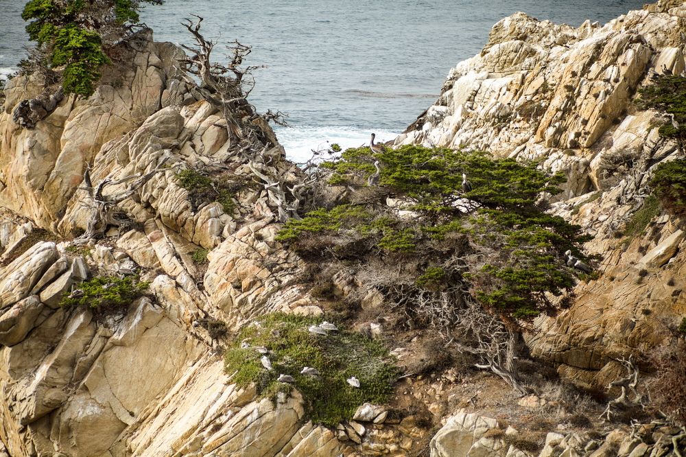 Pelican's home