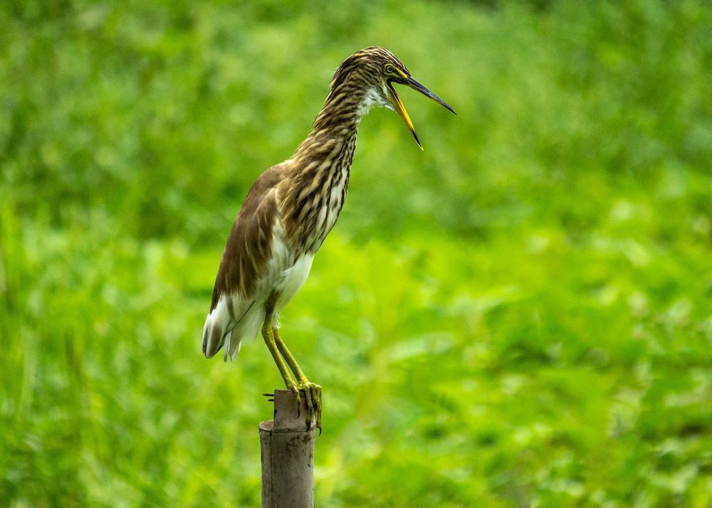 Indian Pond Heron