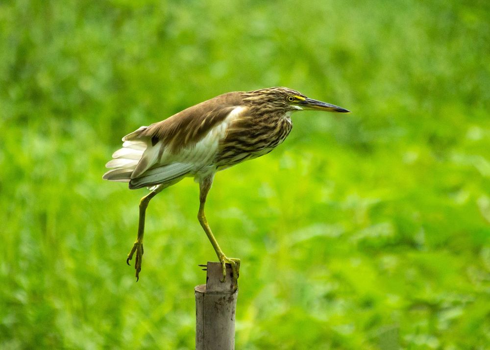 Indian Pond Heron