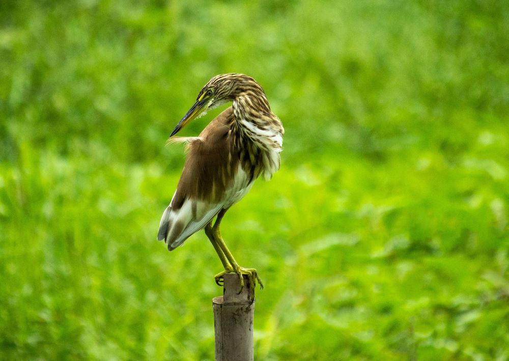 Indian Pond Heron