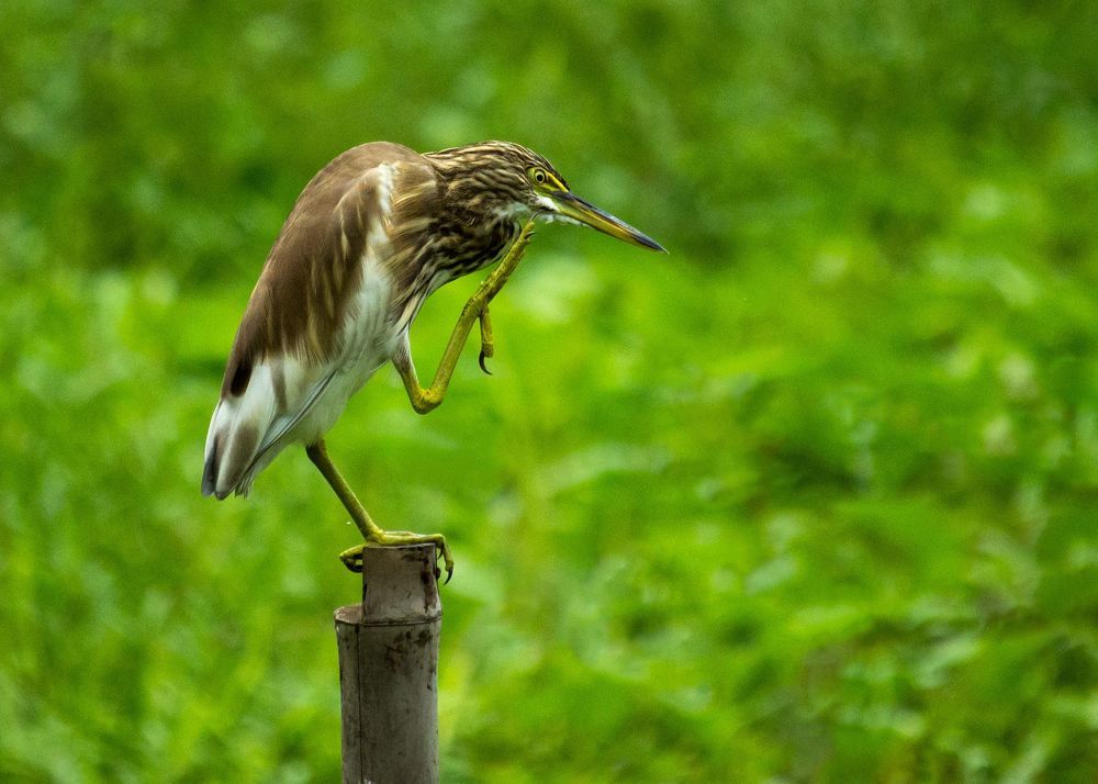 Indian Pond Heron