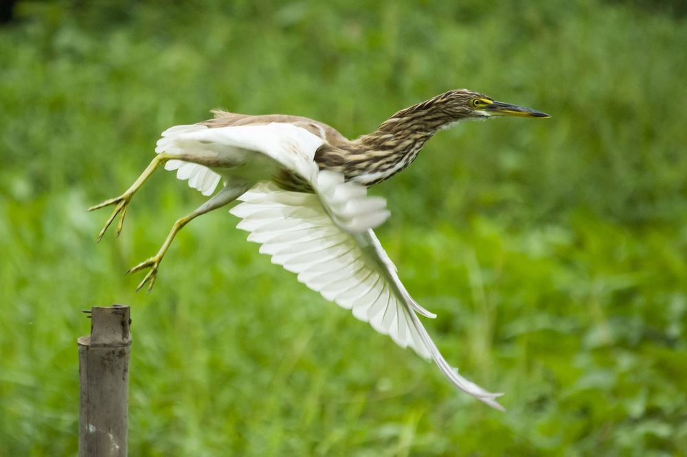 Indian Pond Heron