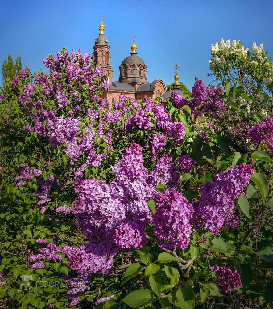 Запах сирени