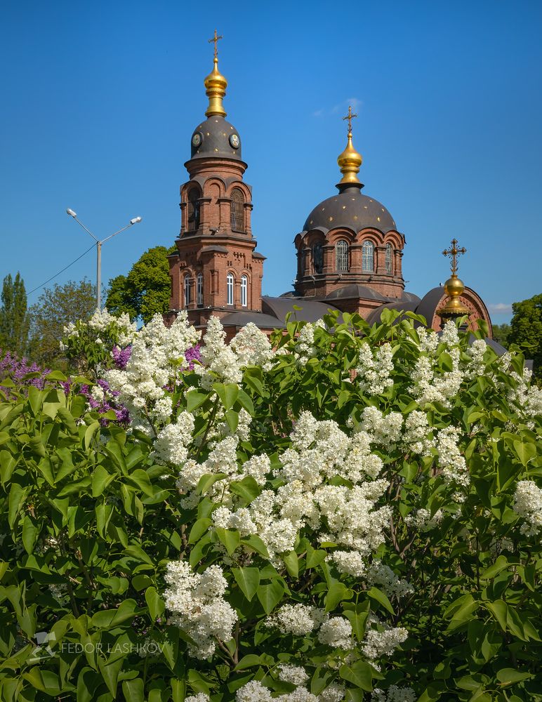 Запах сирени