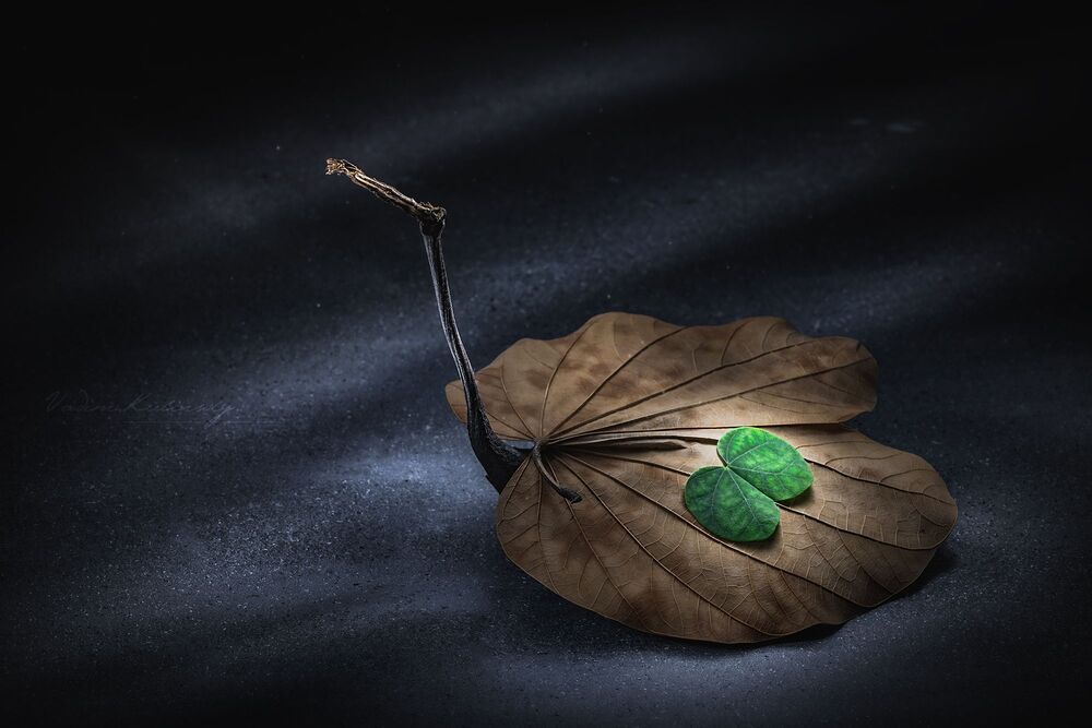 from the series "Lines, Leaves & Flowers"