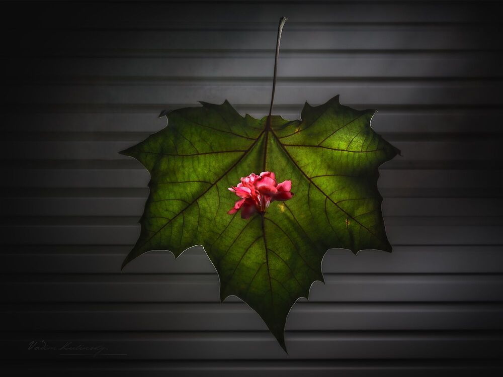 from the series "Lines, Leaves & Flowers"