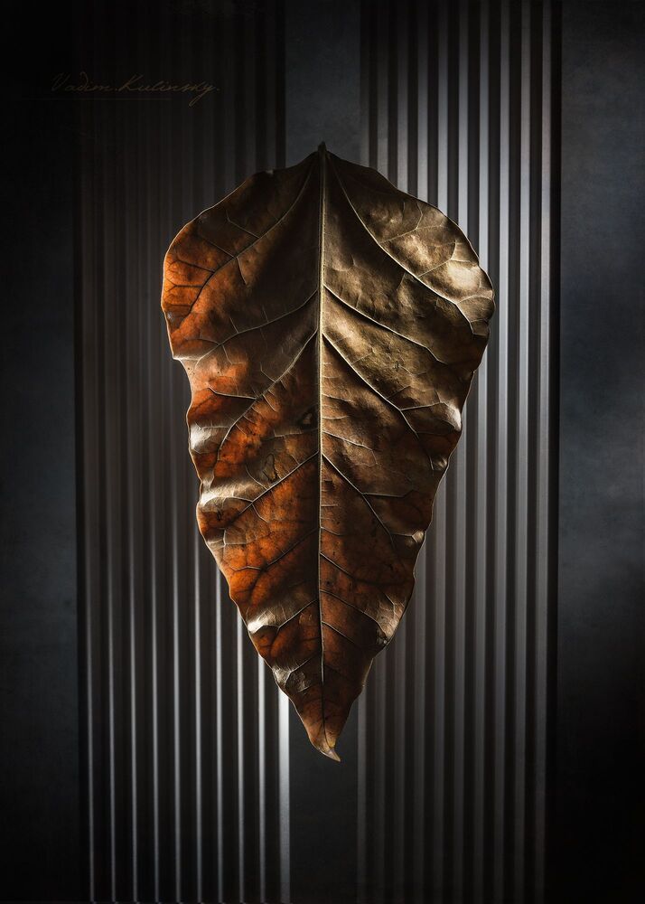 from the series "Lines, Leaves & Flowers"