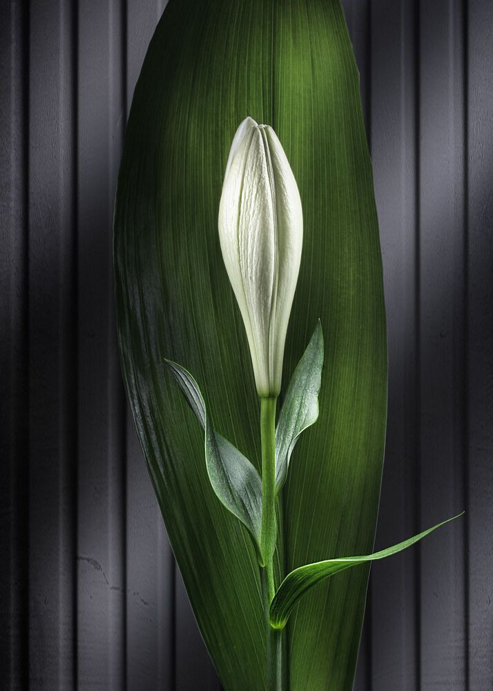 from the series "Lines, Leaves & Flowers"