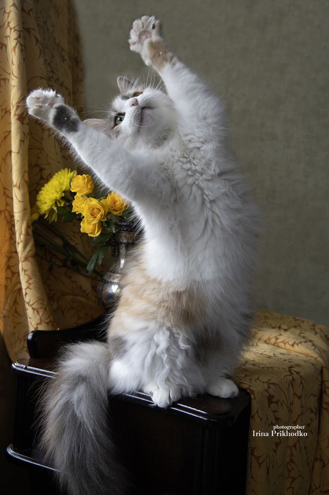 - Хочу на ручки!
