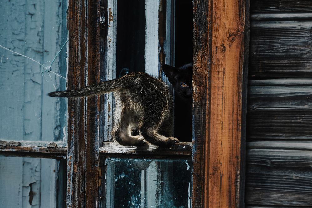 Котята наоконные