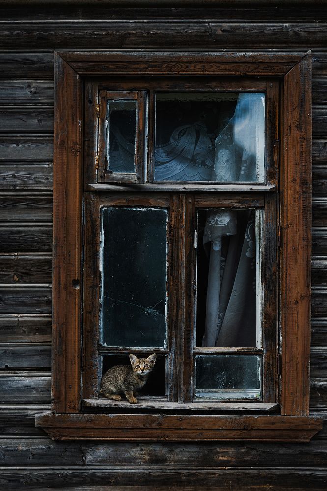 Котята наоконные