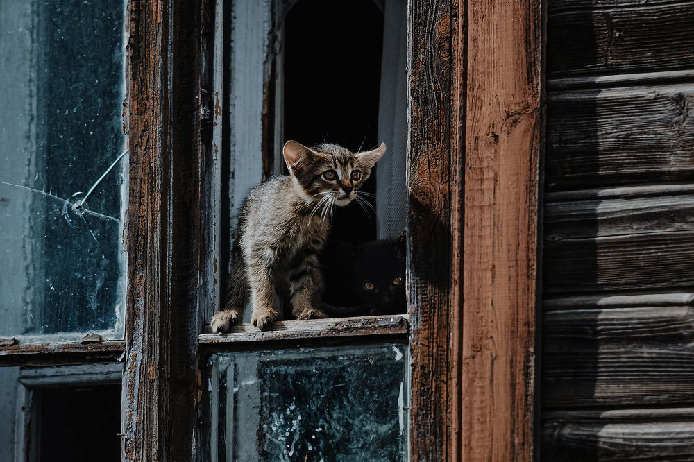 Котята наоконные