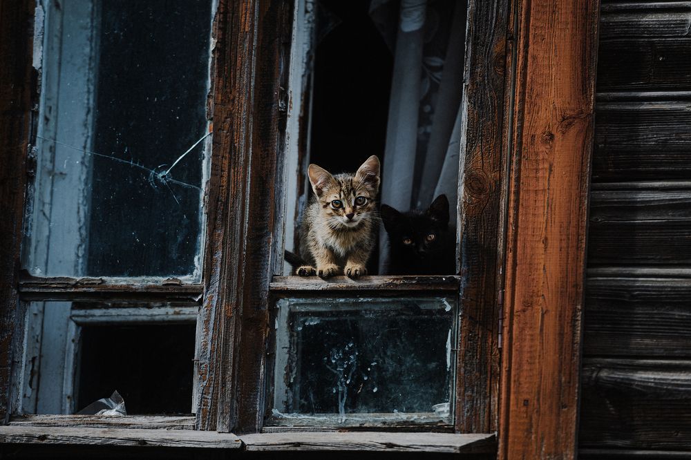 Котята наоконные