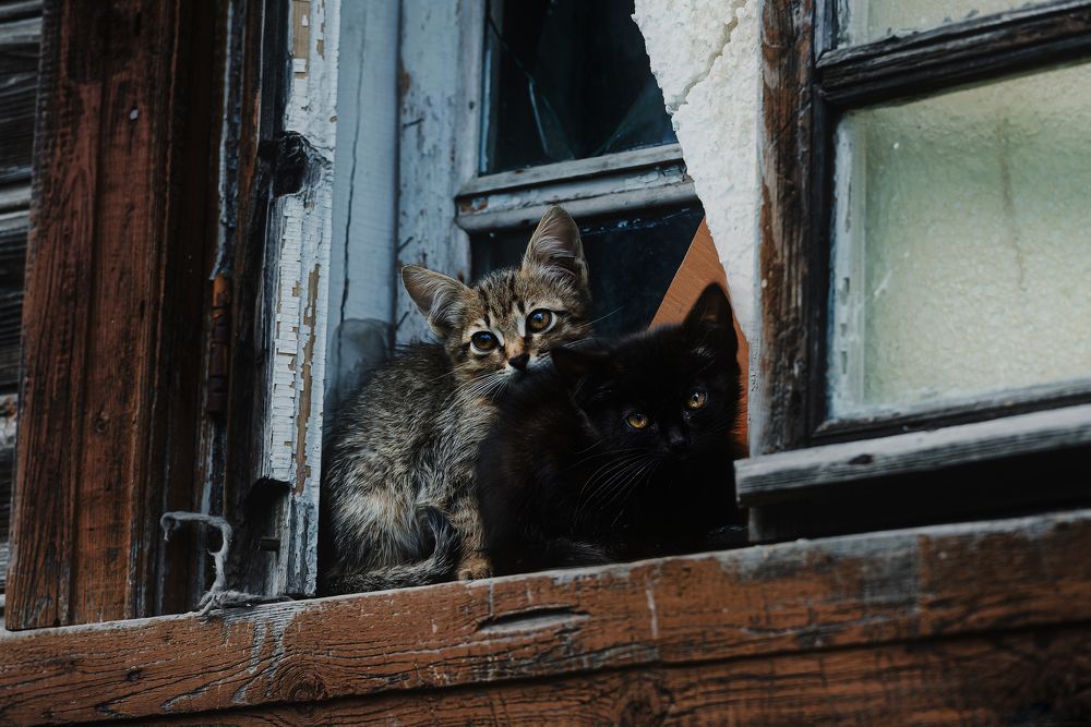Котята наоконные