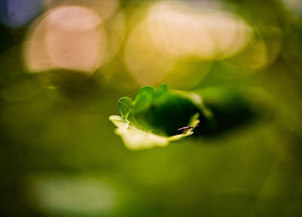 Photo 2247989