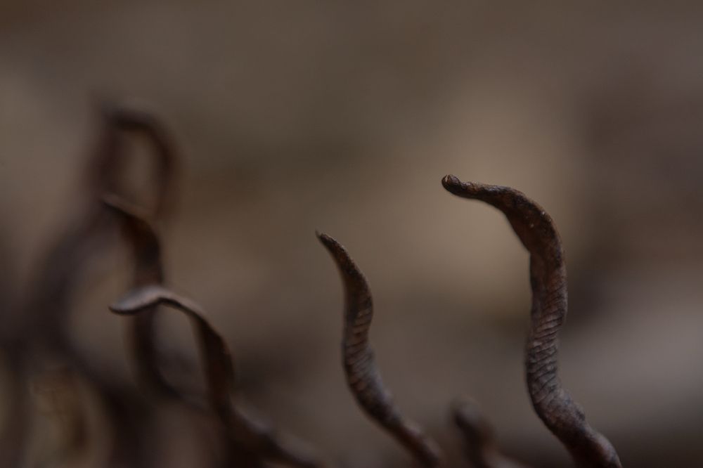Cobras
