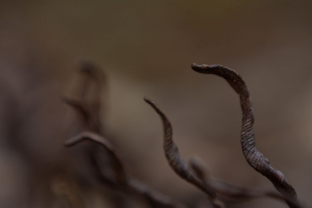 Cobras