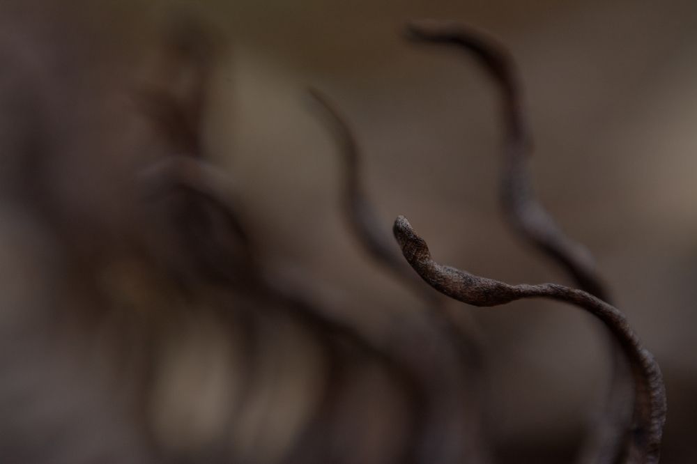 Cobras