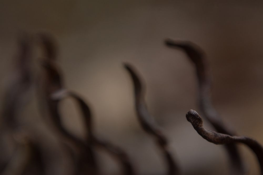 Cobras