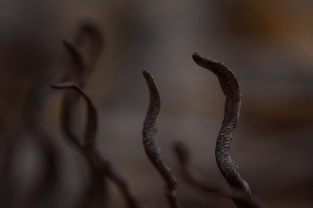 Cobras