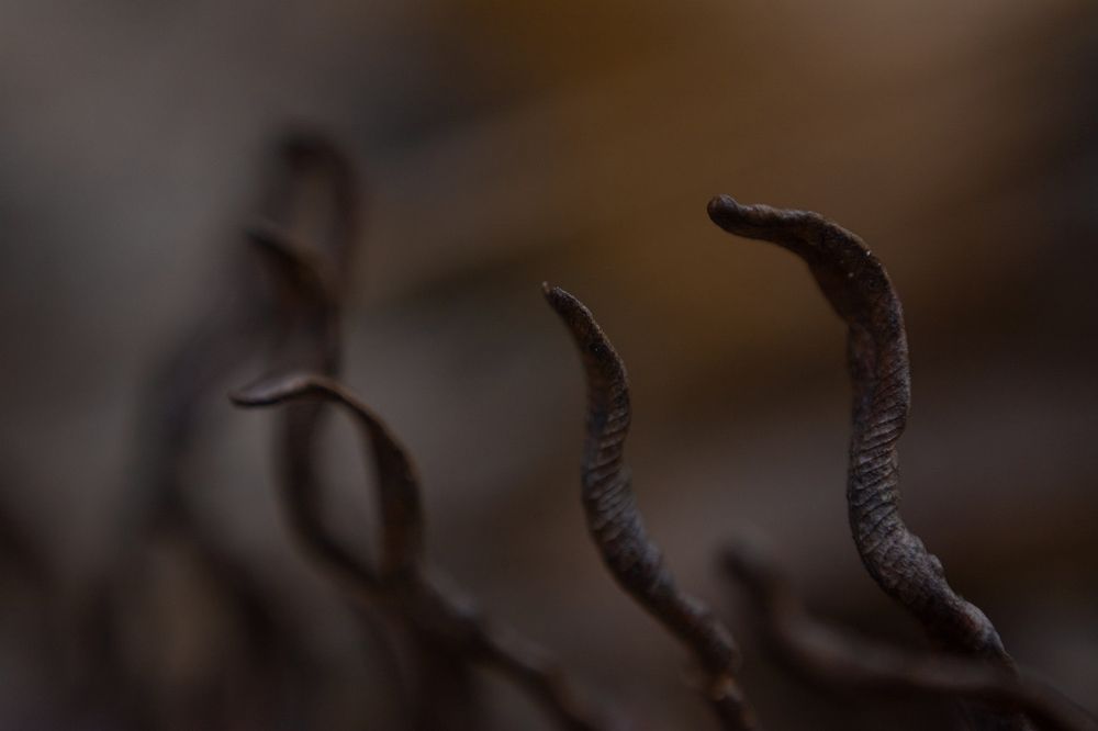 Cobras
