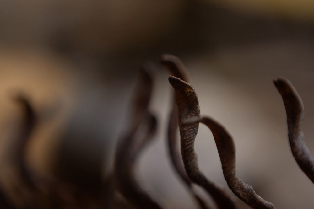 Cobras