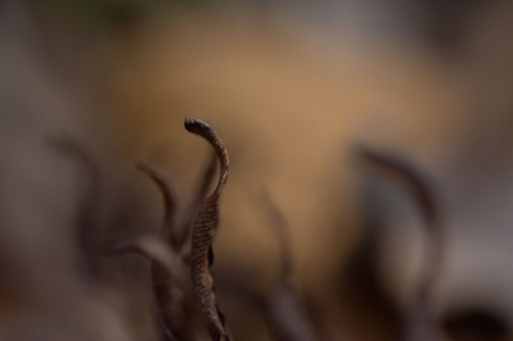 Cobras