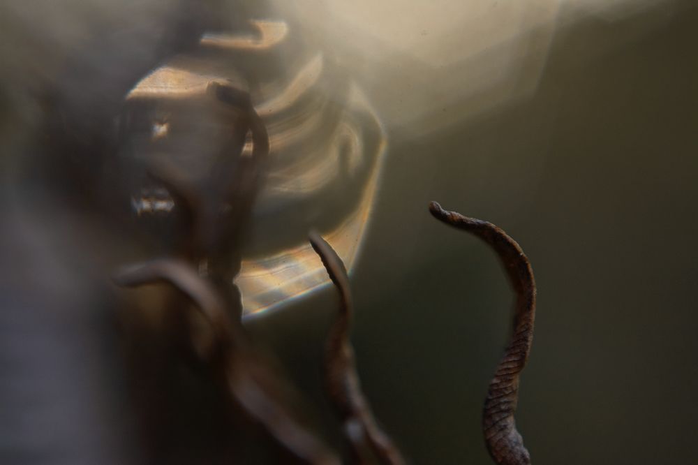 Cobras