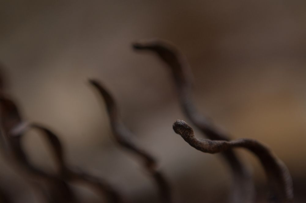 Cobras