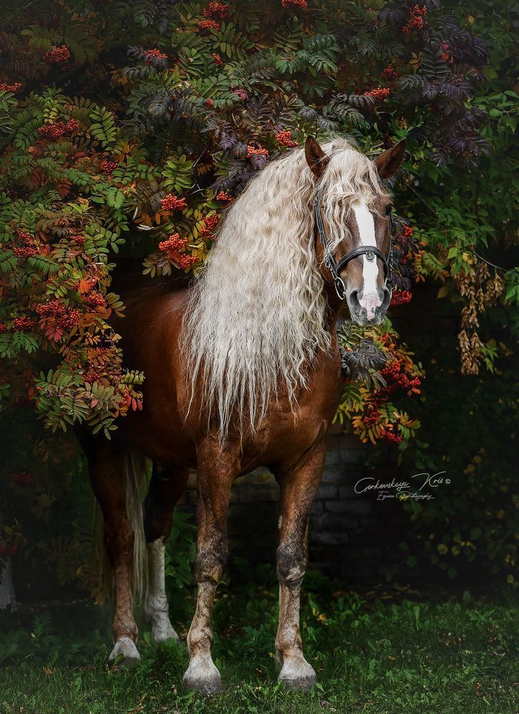 rowanberry